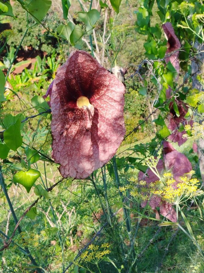 Rancho Lux Διαμέρισμα Águas de Lindóia Εξωτερικό φωτογραφία